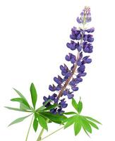 lila Lupine isoliert. Sommer- Feld wild Blume foto