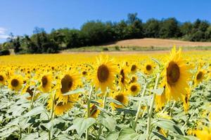 Sonnenblumenfeld in Italien. malerische Landschaft in der Toskana mit blauem Himmel.