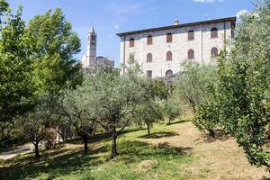 Olivenbäume im Dorf Assisi in der Region Umbrien, Italien. die stadt ist berühmt für die wichtigste italienische basilika, die dem hl. Franziskus - San Francesco. foto