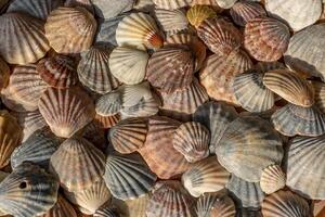 Sommer- Hintergrund Muster von Muscheln. Schale Nahansicht. Ozean Küste. Muscheln Hintergrund. foto