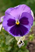 lila Stiefmütterchen Blumen im das Garten im Sommer- foto