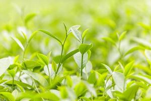 frische Teeblätter morgens auf dem Teeplantagenfeld foto