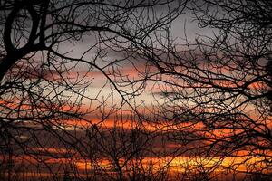 nackt Baum Geäst im das Sonnenuntergang wie abstrakt Natur Hintergrund foto