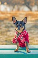 Chihuahua-Hund in der kalten Jahreszeit in Pullover und Schal. Haustier für einen Spaziergang. der Hund auf der Bank. foto