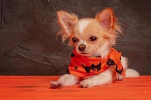 Chihuahua auf einem schwarzen und orangefarbenen Hintergrund mit Kürbis. Hund und Halloween. foto