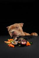 komisch Hündchen Bulldogge essen, leckt japanisch Sushi Rollen auf schwarz Hintergrund. Konzept von wegbringen Lieferung Service. Porträt von hungrig Hund Sitzung beim Tabelle mit Mahlzeit von traditionell japanisch Küche foto