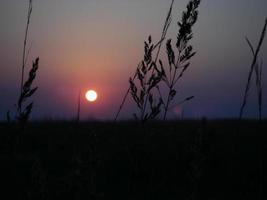 Steppenblumen auf Sonnenuntergang Hintergrund foto