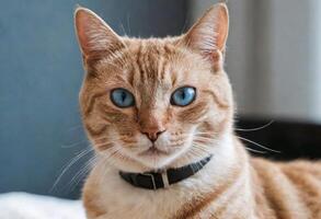 ai generiert ein süß Katze mit Blau Augen tragen ein Halsband foto