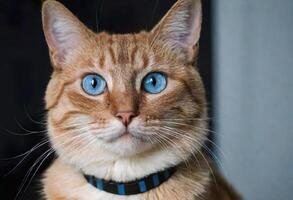 ai generiert ein süß Katze mit Blau Augen tragen ein Halsband foto