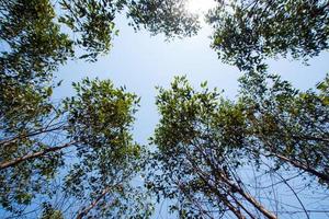 Blick auf die Baumkrone der Eukalyptusbäume im Ackerland