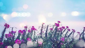 hintergrund blume cleome spinosa rosa. Hintergrund Blume Unschärfe. Tapetenblume, Platz für Text. cleome spinosa foto