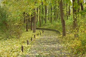schön Natur Herbst Landschaft. Landschaft Aussicht auf Herbst Stadt Park mit golden Gelb Laub im wolkig Tag foto