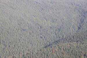 hügelig Berge Terrain mit Tanne Bäume und Rau Erleichterung. Nadelbaum Wald im das Vordergrund. Tourismus, Reise foto