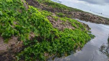 Gras und Korallen am Strand foto