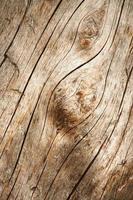 Detaillinie auf Holz ohne Rinde foto