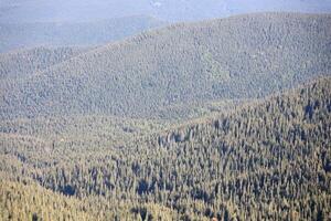 hügelig Berge Terrain mit Tanne Bäume und Rau Erleichterung. Nadelbaum Wald im das Vordergrund. Tourismus, Reise foto