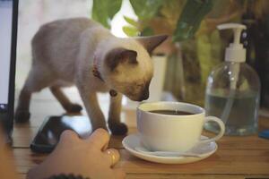 Kaffee Tasse heiß auf hölzern alt Tabelle im das Morgen foto