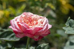 Nahaufnahme rosa Rosen im Garten im Freien. foto