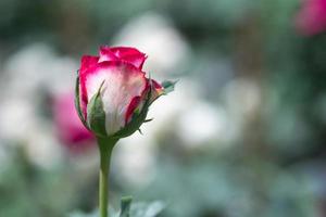 Rosen blühen mit unscharfem Naturhintergrund im Garten im Freien. foto