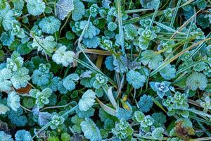 Frost auf Grün Blätter beim Winter foto