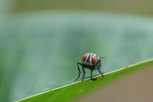 Makro fliegt auf Blättern in der Natur foto