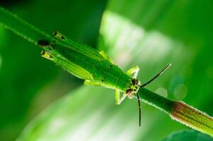 Heuschreckenmakro auf Blatt in der Natur foto