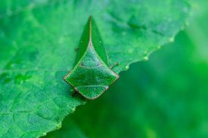 Makroinsektenblattlauszikade in der Natur foto