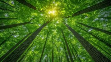 ai generiert Sonnenlicht spähen durch üppig Grün Bäume im das Wald foto