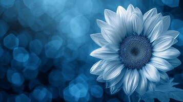 ai generiert groß Weiß Sonnenblume auf Blau Tabelle foto