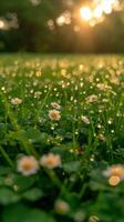 ai generiert Feld von Gras mit Gänseblümchen foto