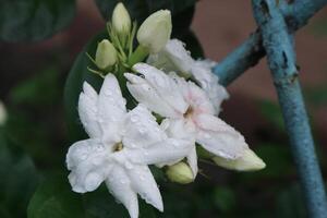 Jasmin Tee Blume, arabisch Jasmin, Jasminum Sambac foto