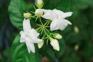 Jasmin Tee Blume, arabisch Jasmin, Jasminum Sambac foto