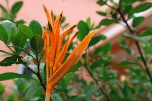 Gelb Blumen Heliconia Psittacorum oder Papageien Schnabel, Sittich Blume, Papageien Blume, falsch Paradiesvogel dekorativ im das Garten foto