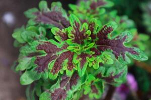 winzig Regen Tropfen auf Amaranthus dreifarbig Pflanze. foto