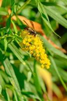 Nord Papier Wespe auf ein Goldrute Blume foto