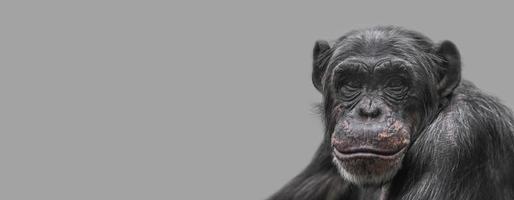Banner mit einem Porträt eines glücklich lächelnden Schimpansen, Nahaufnahme, Details mit Kopienraum und festem Hintergrund. Konzept Biodiversität, Tierpflege und Tierschutz und Artenschutz. foto