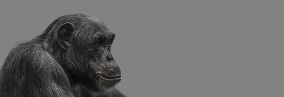 Banner mit einem Porträt eines glücklich lächelnden Schimpansen, Nahaufnahme, Details mit Kopienraum und festem Hintergrund. Konzept Biodiversität, Tierpflege und Tierschutz und Artenschutz.