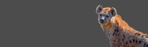 Banner mit Porträt einer riesigen und mächtigen erwachsenen afrikanischen Tüpfelhyäne auf grauem, solidem Hintergrund mit Kopienraum, Nahaufnahme, Details foto