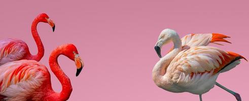 Banner mit schönen roten und rosigen Flamingos einzeln auf rosafarbenem Hintergrund mit Farbverlauf mit Kopienraum für Text, Nahaufnahme, Details. Liebe, Pflege, Dating und Glamour-Konzept.