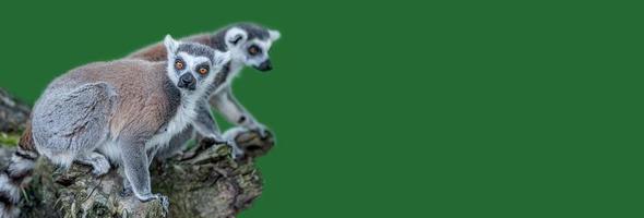 Banner mit einem Porträt von lustigen Madagaskar-Lemuren, die den Sommer genießen, Nahaufnahme, Details, mit Kopierraum und grünem, solidem Hintergrund. Konzept Biodiversität und Artenschutz.