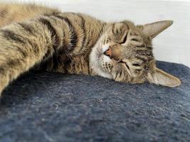 schlafende graue Katze auf einer blauen Wolldecke foto