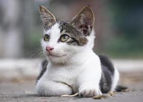 süße weiße und graue Katze foto