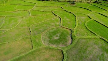 terrassiert Grün Reis Reisfelder, nachhaltig Landwirtschaft foto