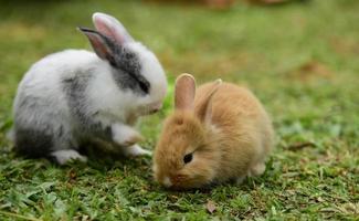 Kaninchenfamilie kommt heraus, um auf dem grünen Rasen zu spielen foto