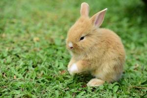 Kaninchenfamilie kommt heraus, um auf dem grünen Rasen zu spielen foto