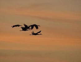 Sandhügelkraniche im Flug foto