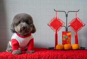 bezaubernd schwarz Pudel Hund tragen Chinesisch Neu Jahr Stoff mit hängend Anhänger, rot Briefumschlag oder ang pao Wörter bedeuten Drachen und gut Glück und Orangen auf rot Stoff Boden. foto