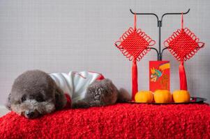 bezaubernd schwarz Pudel Hund tragen Chinesisch Neu Jahr Stoff mit hängend Anhänger, rot Briefumschlag oder ang pao Wörter bedeuten Drachen und gut Glück und Orangen auf rot Stoff Boden. foto