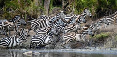 Zebrasturm, Serengeti foto