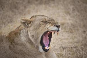 gähnender weiblicher Löwe foto